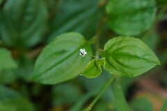Hackelia latifolia