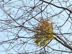 Macrosolen capitellatus