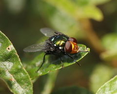 Amenia chrysame