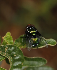 Amenia chrysame