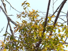 Macrosolen capitellatus