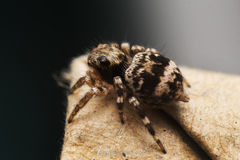 Salticidae