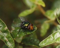 Amenia chrysame
