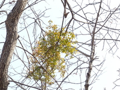 Macrosolen capitellatus