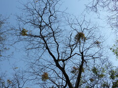 Macrosolen capitellatus