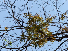 Macrosolen capitellatus