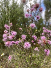 Kunzea parvifolia