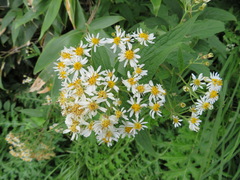 Aster glehnii hondoensis