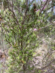 Kunzea parvifolia