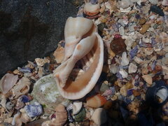 Phalium bandatum