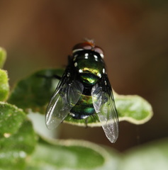 Amenia chrysame