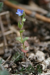 Veronica praecox