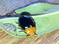 Lamprolina simillima