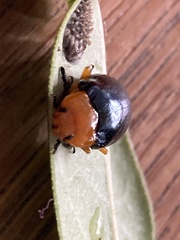 Lamprolina simillima