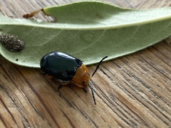 Lamprolina simillima