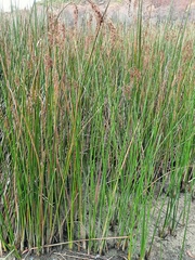 Machaerina articulata