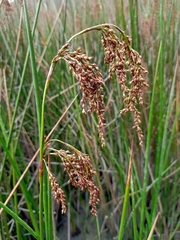 Machaerina articulata