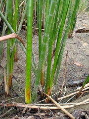 Machaerina articulata