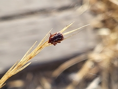 Dermacentor variabilis