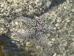 Pisaster giganteus