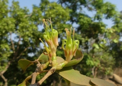 Macrosolen capitellatus