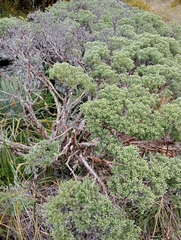 Brachyglottis cassinioides