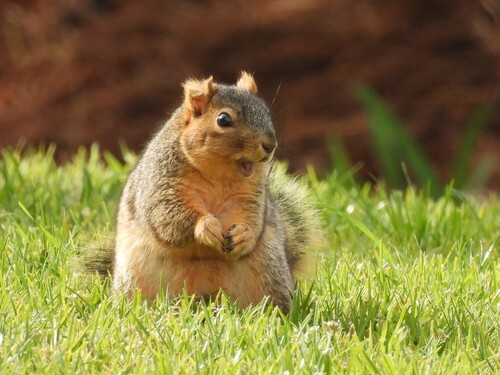 Eastern Fox Squirrel photographed in California
