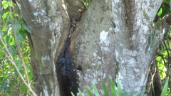 Tachigali panamensis