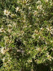 Grevillea australis