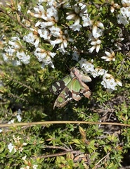 Graphium macleayanus