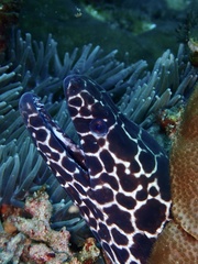 Gymnothorax favagineus