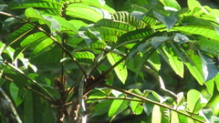 Tachigali panamensis