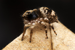 Salticidae