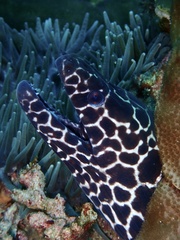 Gymnothorax favagineus