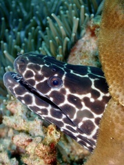 Gymnothorax favagineus