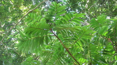 Tachigali panamensis