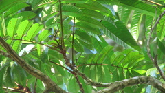 Tachigali panamensis