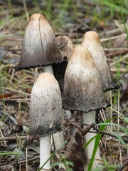 Coprinus comatus