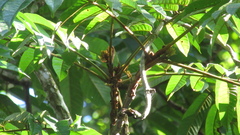 Tachigali panamensis
