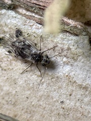 Nimbopsocus australis
