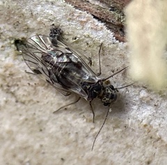 Nimbopsocus australis