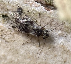 Nimbopsocus australis