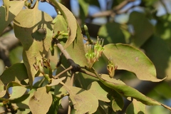 Macrosolen capitellatus