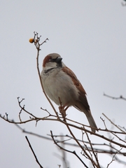 Passer domesticus