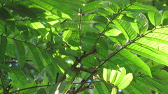 Tachigali panamensis