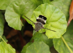 Meomyia