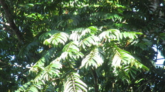 Tachigali panamensis