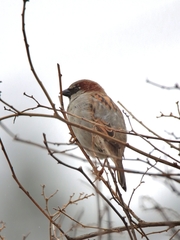 Passer domesticus