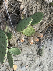 Opuntia macrorhiza