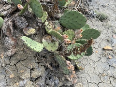 Opuntia macrorhiza